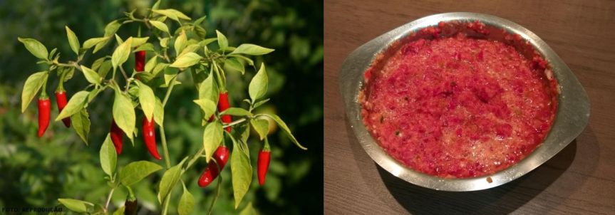 Molho de pimenta da&nbsp;Rochele